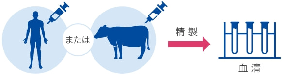 血清入培地の精製